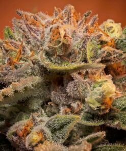 California Orange Strain