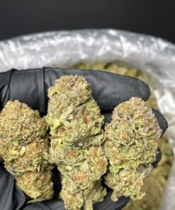 Girl Scout Cookies strain