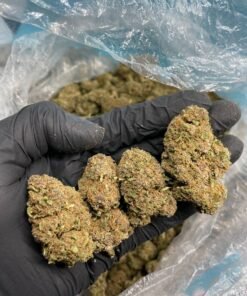 Purple diesel strain