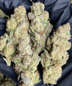 Mendocino purps Strain