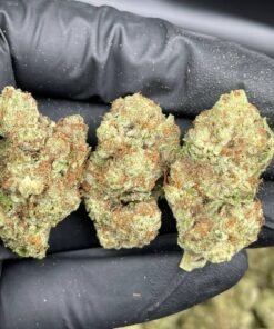 Purple Skunk  Strain