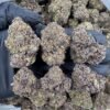 Purple cheese OG strain