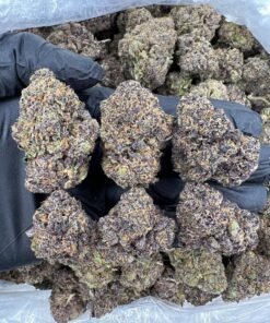 Purple cheese OG strain