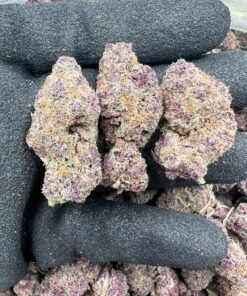 Purpleberry kush strain