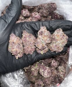 Black Russian  Strain