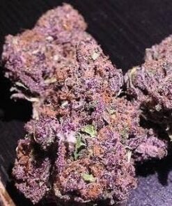 Purple Haze Strain