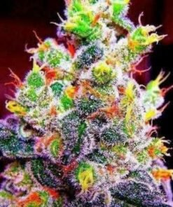 Rainbow kush strain