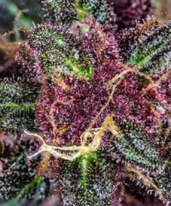 Black Beauty  [ 30grams ]