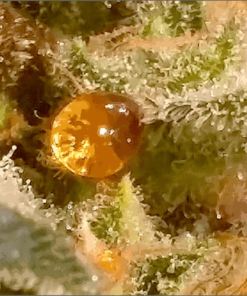 Pinkman Goo [ 30grams ]