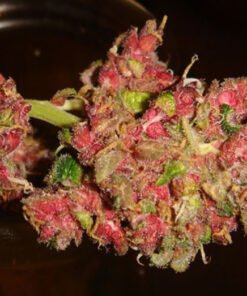 Panama-sedema Red Strain