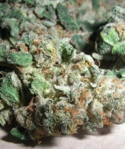 Northern light [  30grams ]